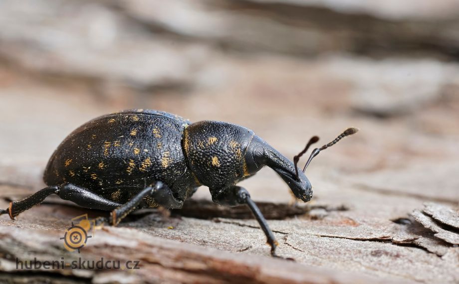 Klikoroh: Nebezpečný škůdce v lesích i zahradách