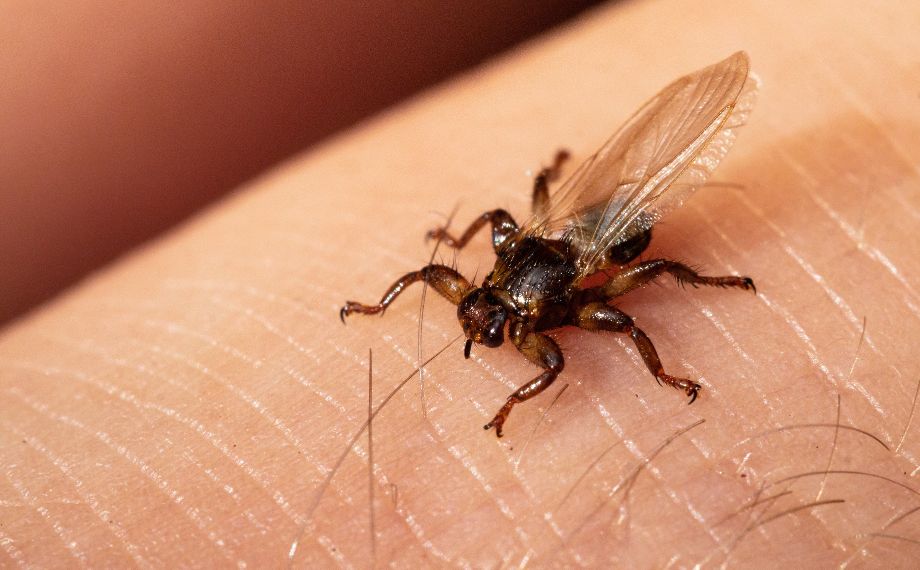 Kloš jelení: je nebezpečný člověku?