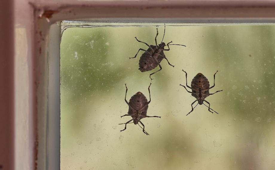 Smradlavý brouk kněžice: je nebezpečný? A jak se ho zbavit?