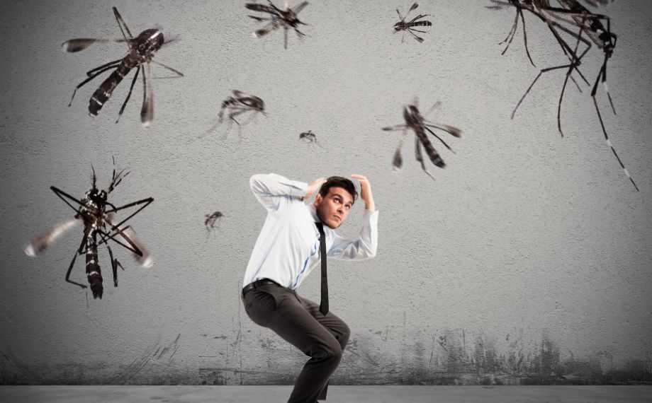 Jsou komáři v ČR nebezpeční?