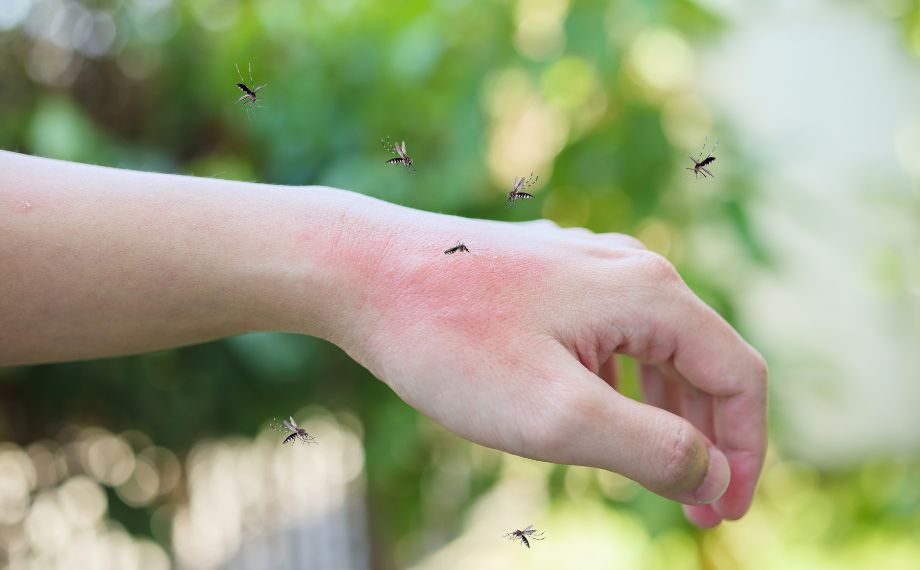 10 zajímavostí o komárech