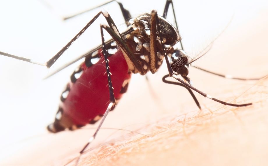 Komár tygrovaný - jaké repelenty na ně fungují?