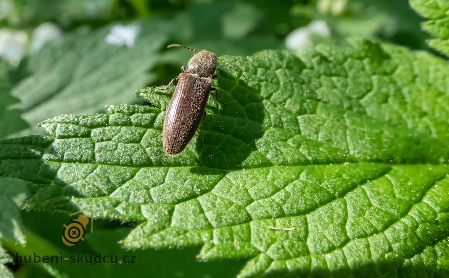 Kovařík: Jak na drátovce v zahrádce?