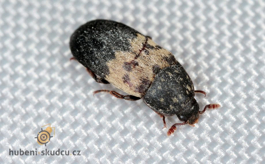 Kožojed obecný - jak ho poznat, a jak se ho zbavit