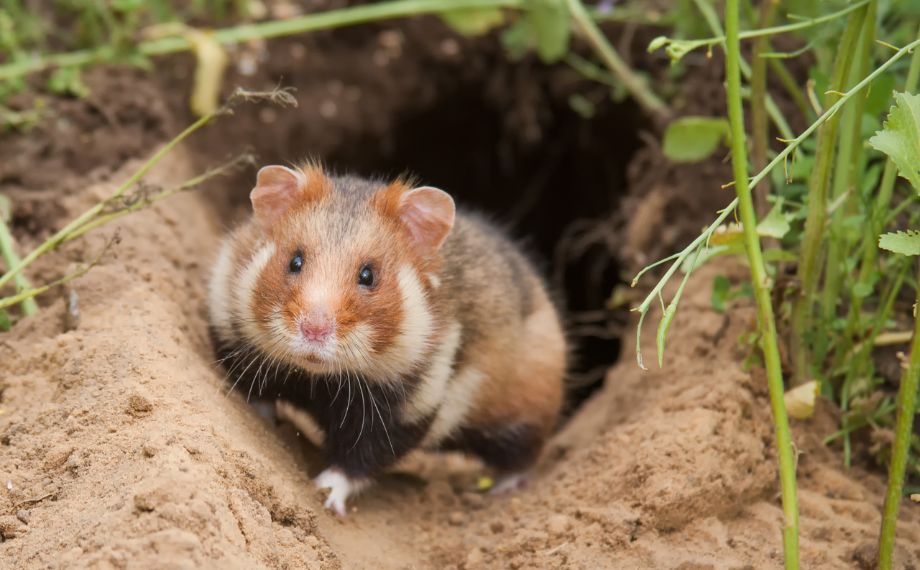 Křeček polní: ohrožený škůdce polí