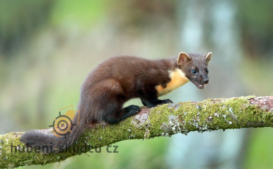Kuna lesní: Plachý lovec našich lesů