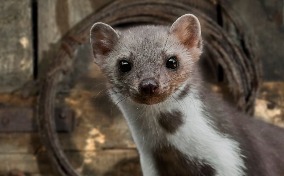 Kuna skalní: Městský predátor pod vaší střechou