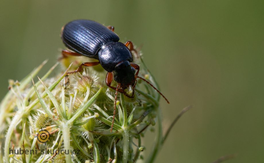 Kvapník plstnatý - jak se zbavit kvapníka