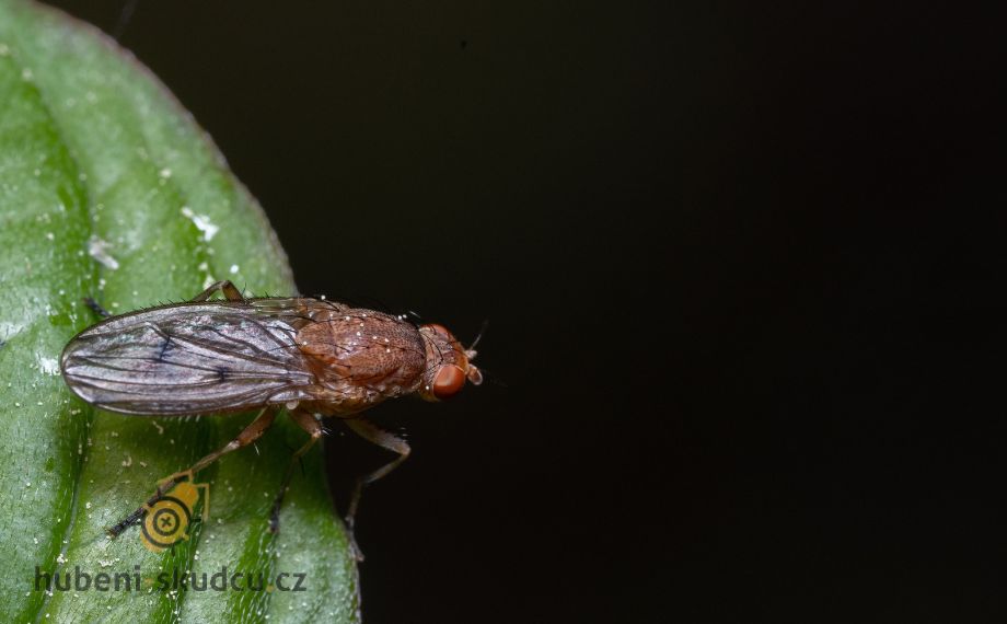 Květilka: Jak rozpoznat tohoto drobného škůdce a účinně ho zlikvidovat