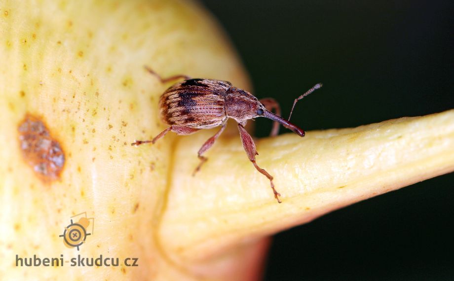 Květopas: Jak škodí a co na něj platí?