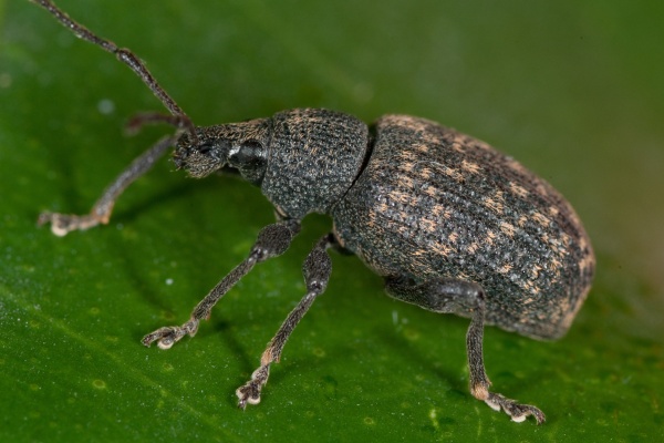 Zachraňte svou zahradu před lalokonosci