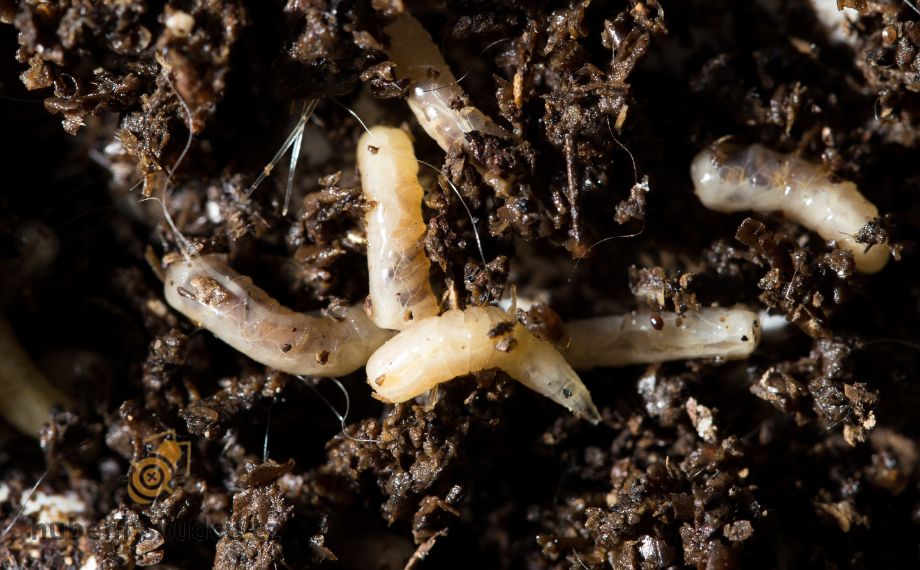 Jak identifikovat skryté škůdce v půdě: Tipy na jejich odhalení a likvidaci