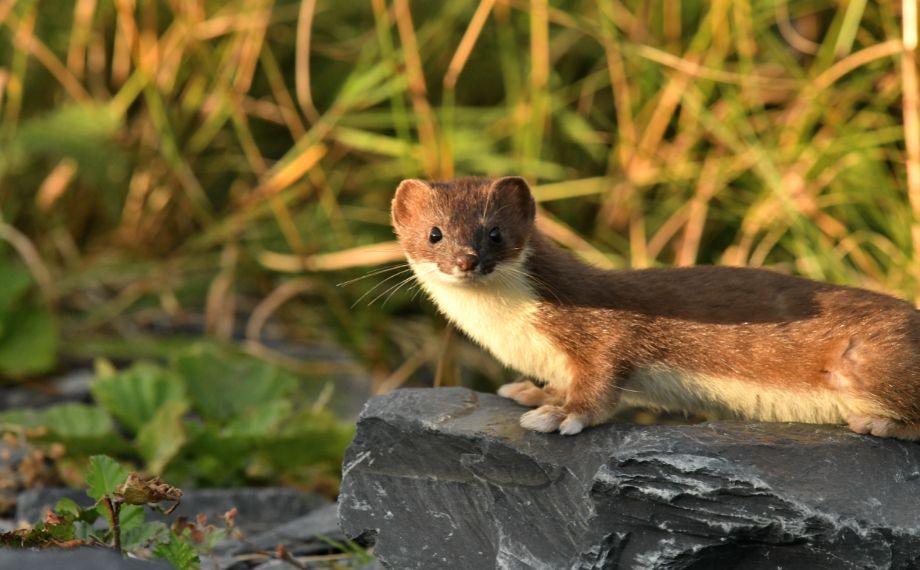Lasice hranostaj a kolčava a jak se jich zbavit