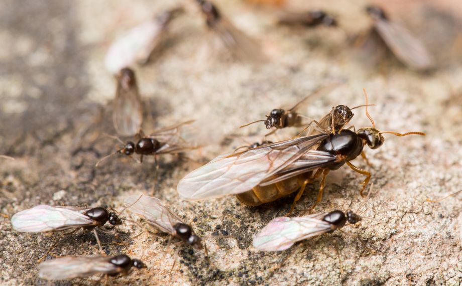 Létající mravenci: Kde se berou a jak se jich zbavit?
