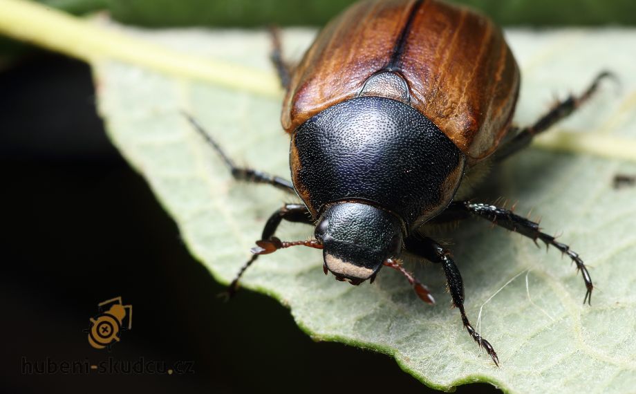 Listokaz zahradní: Jak ho poznat a co s ním?