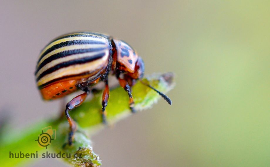 Jak na mandelinku bramborovou: Odhalte triky na účinný boj se škůdcem