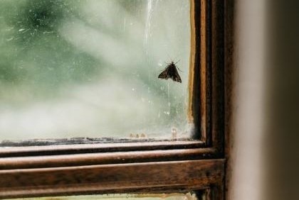 Zachraňte svou domácnost před šatními a potravinovými moly