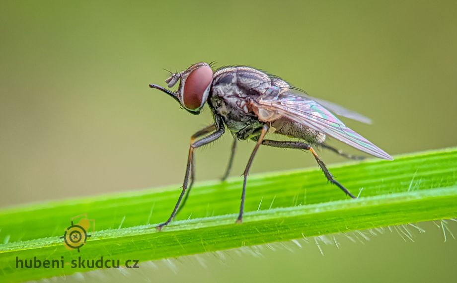 Bodalka stájová – moucha, která se živí krví