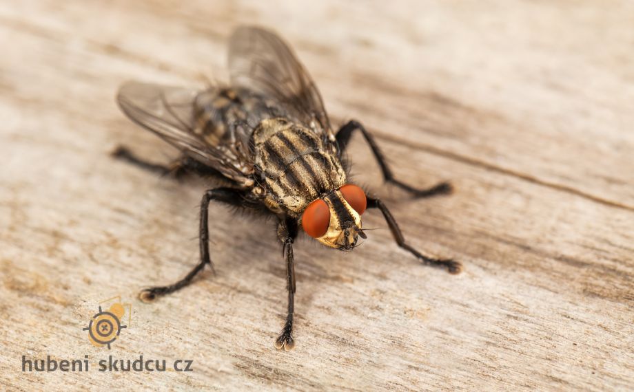 Jaké jsou v ČR druhy much, a jak se much zbavit