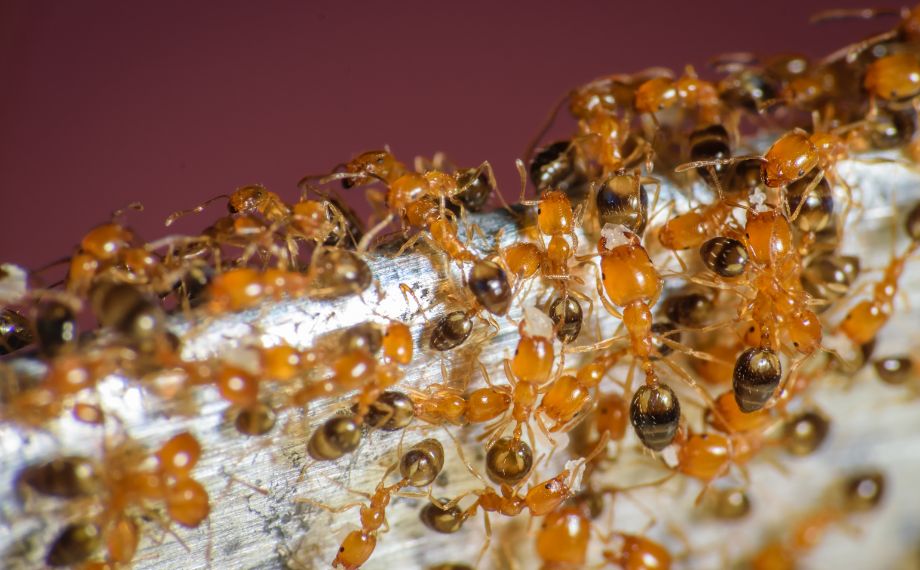 Jak vyhubit mravence faraony