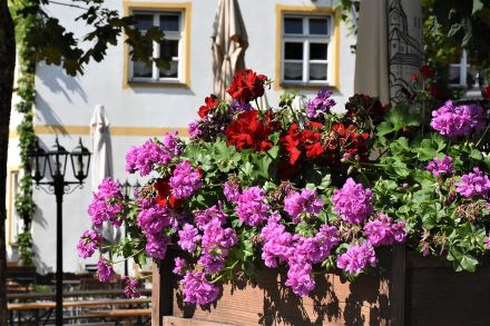 Na co si dát pozor při pěstování muškátů