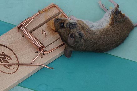 Jak se zbavit nejen myší, ale také jejich nepříjemného zápachu