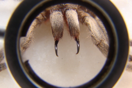 Největší pavouk na světě