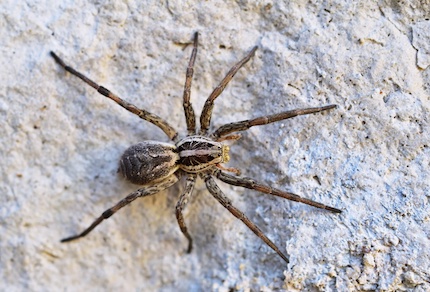 Největší pavouk v ČR