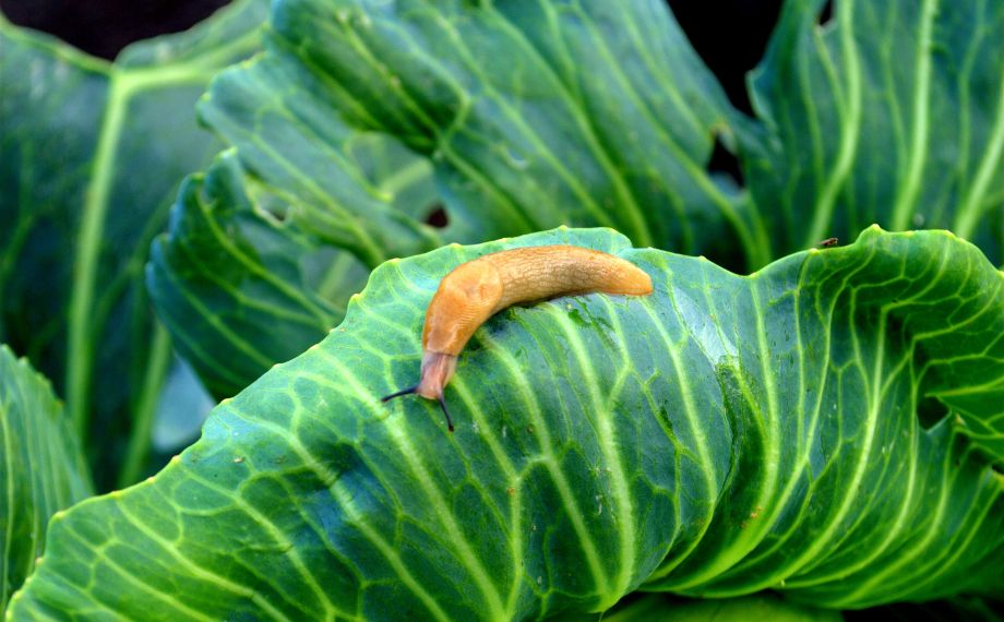 Hubení slimáků - 5 zaručených tipů