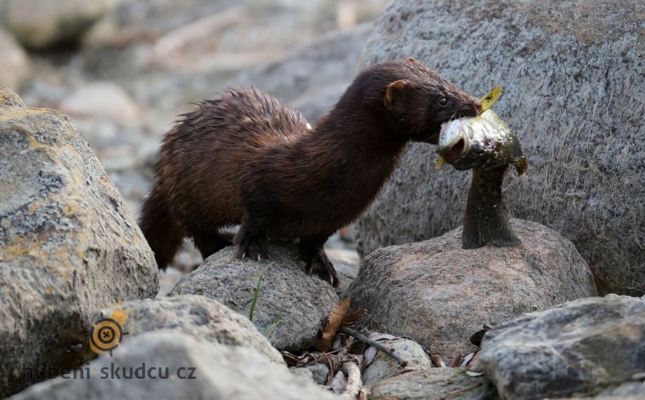 Norek americký jako invazivní škůdce v české přírodě
