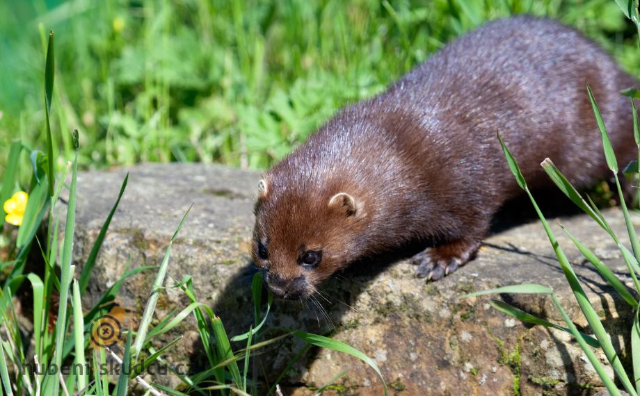 Norek: Nepříjemný vetřelec nebo ohrožený druh?