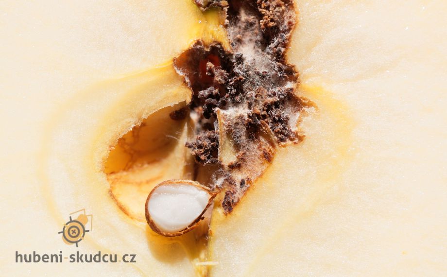 Obaleč jablečný: Jak na červivost jablek?