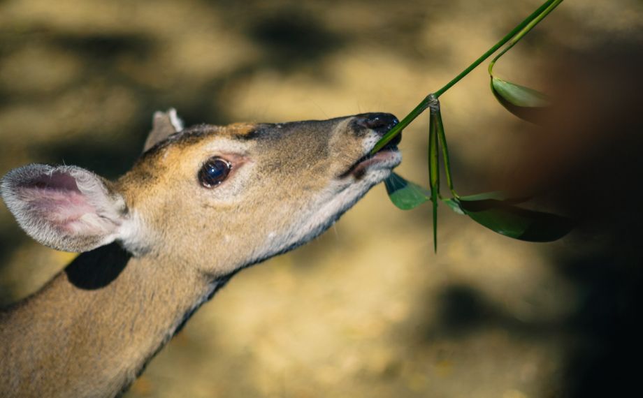 Jak chránit zahradu před zvěří