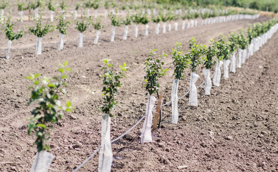 Jak chránit stromy proti okusu