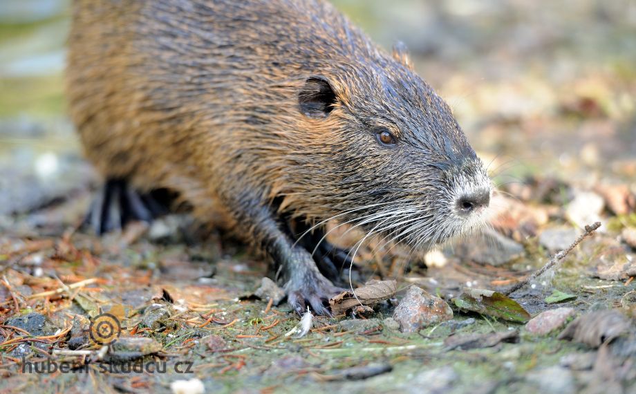 Ondatra pižmová: Častý obyvatel vodních toků i škůdce