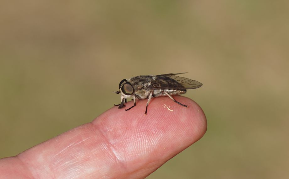 Ovád neboli hovado: jak se bránit před štípnutím?