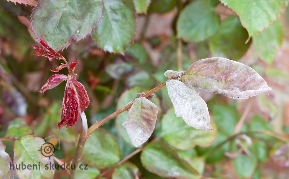 Padlí růže – jak ho poznat a účinně proti němu bojovat