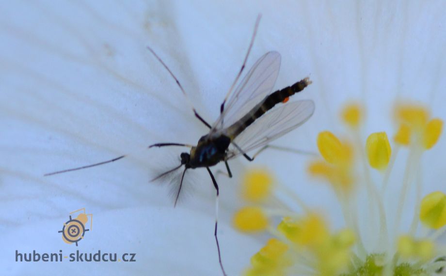 Pakomár není komár: Jak ho rozeznat od krvežíznivého příbuzného