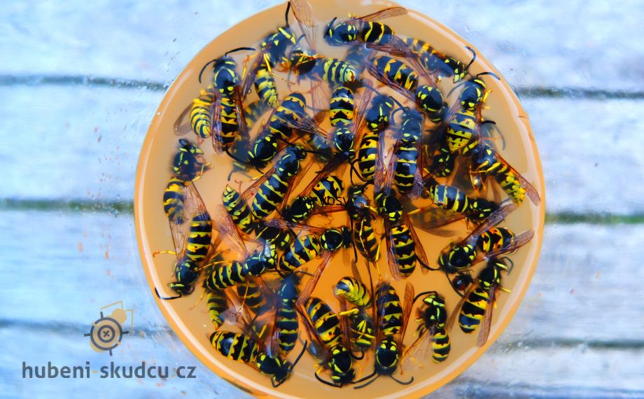 Jak vyrobit domácí past na vosy a účinnou návnadu