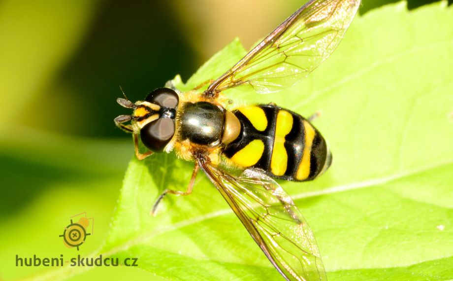 Pestřenky - jak přilákat tento užitečný hmyz do zahrady?