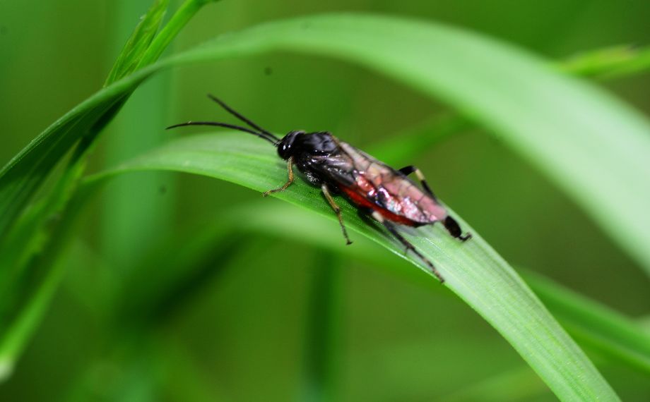 Co jsou pilatky a jak se jich zbavit
