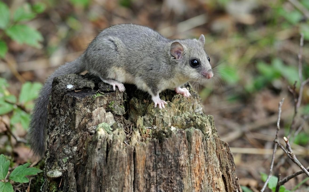 Plch – roztomilý škůdce chráněný zákonem