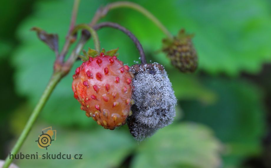 Plíseň šedá - jak ochránit rostliny před šedavým povlakem?