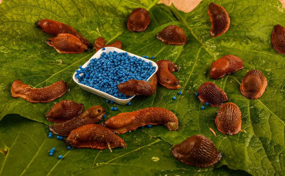 Jak na slimáky? Babské rady i osvědčené přípravky!