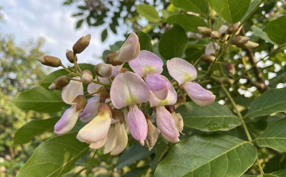 Pongamový olej jako účinný biopesticid: Ekologická a efektivní ochrana rostlin