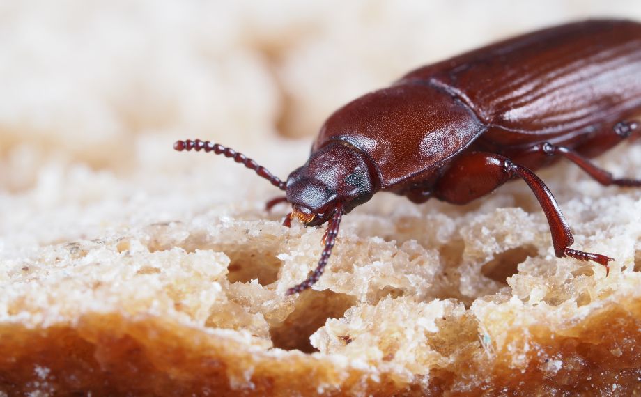 Potemník moučný: jak se ho zbavit