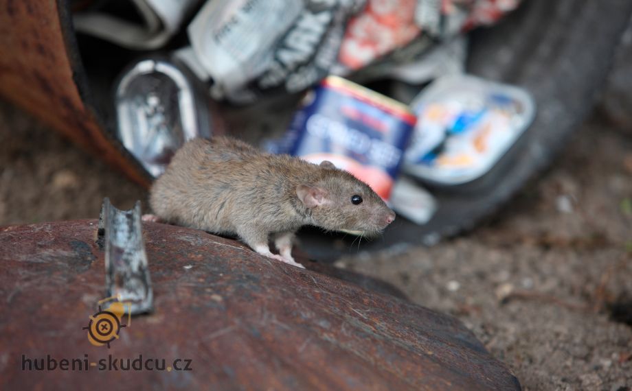Co odpuzuje potkany