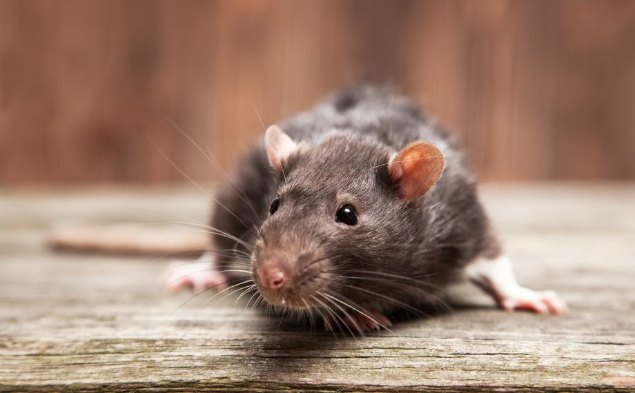 Potkan jako škůdce