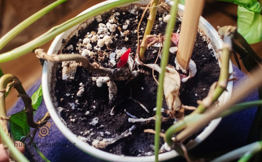 Přelévání rostlin – jak může příliš vody květinám škodit?