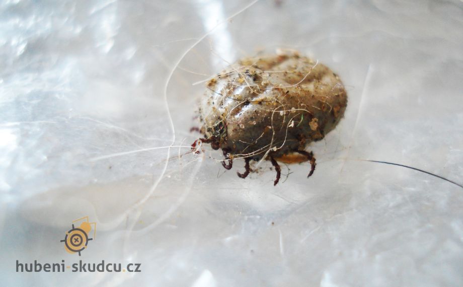 Roztoči: drobný nepřítel ve vaší domácnosti